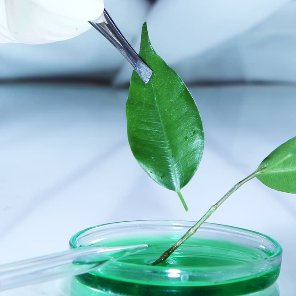 Researcher examining a botanical leaf sample in the lab